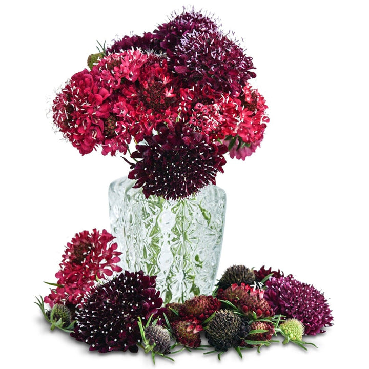 Summer Fruits Scabiosa in a clear vase on a white background.
