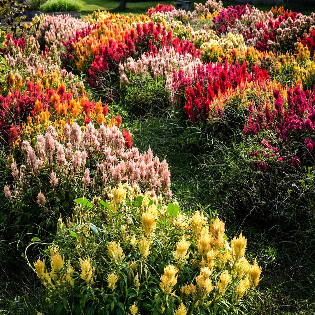 Autumn Glow Mix Celosia growing in the fall trail gardens at Baker Creek.