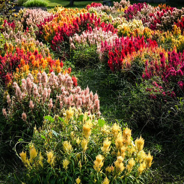 Autumn Glow Mix Celosia growing in the fall trail gardens at Baker Creek.