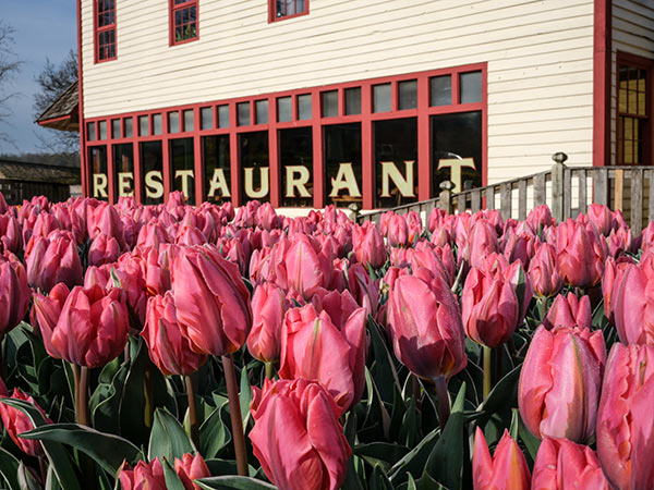 Tulip Bulbs, Pretty Princess (10 bulbs)