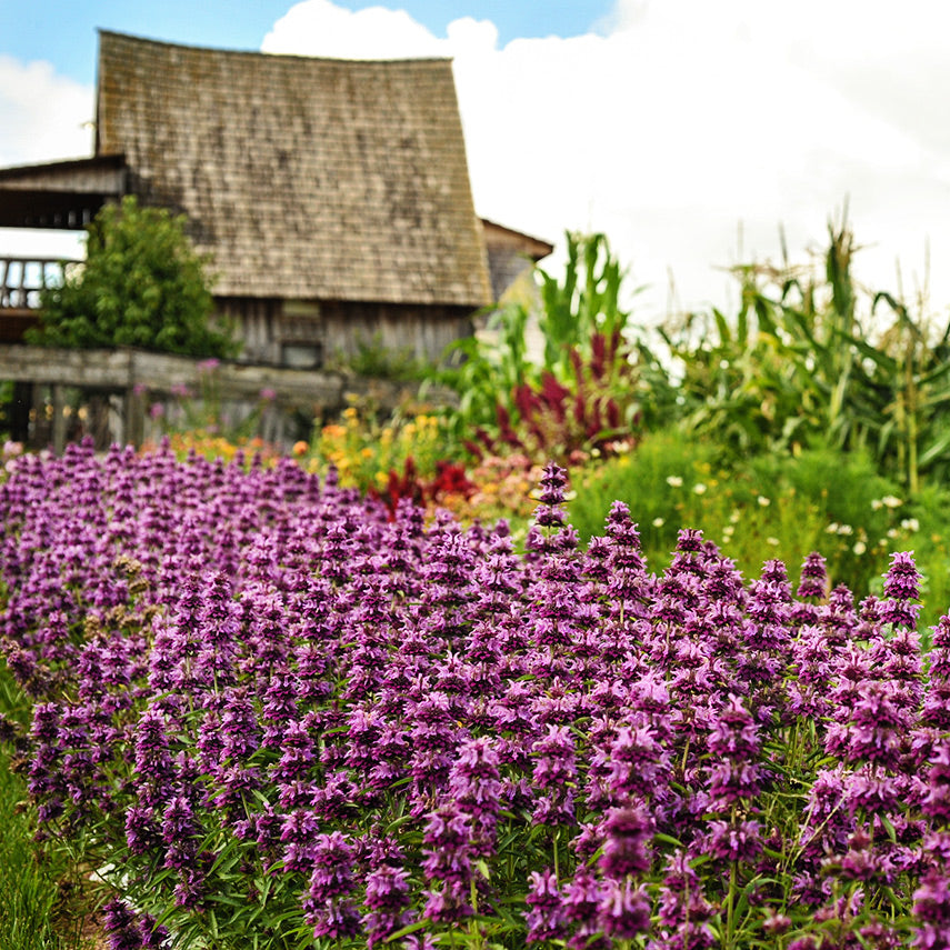 A field of Bergamo Bee Balm blooming in the trial gardens with an old cabin in the background.