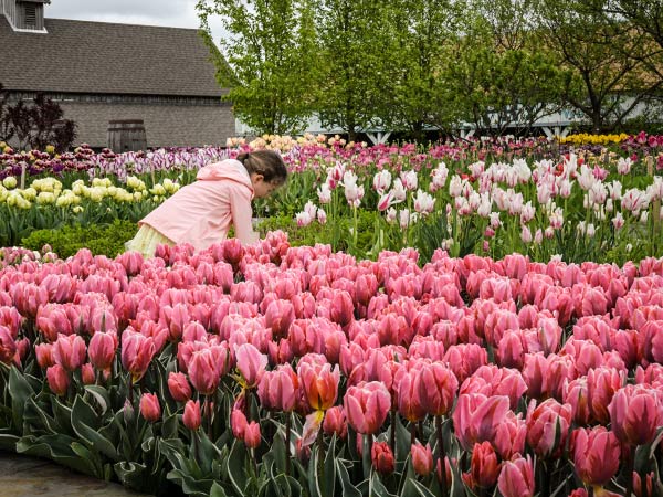 Tulip Bulbs, Pretty Princess (10 bulbs)