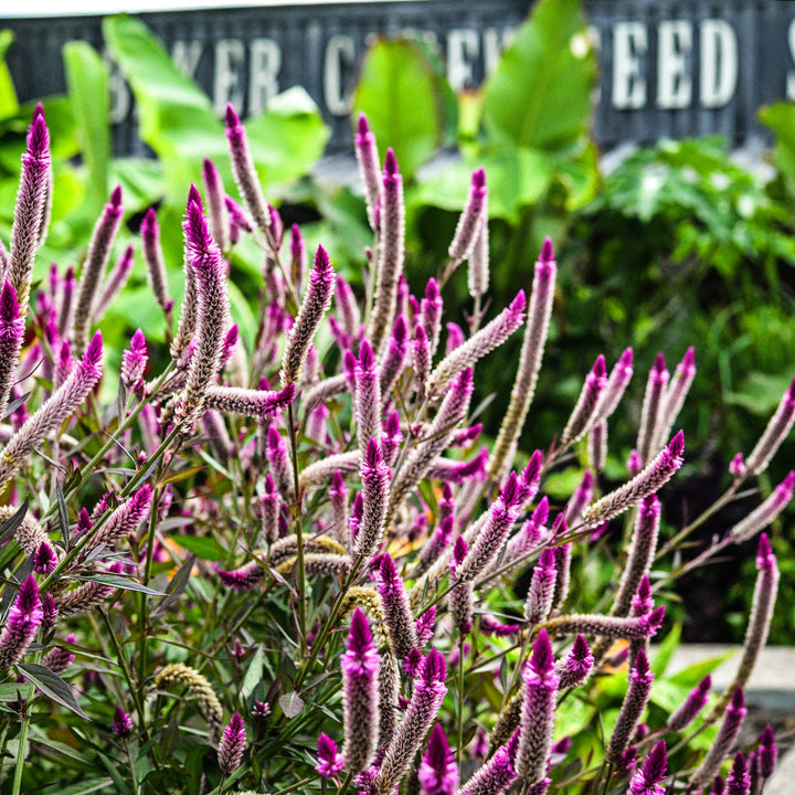 Asian Garden Celosia growing in the garden in front of the Baker Creek Seed Store.