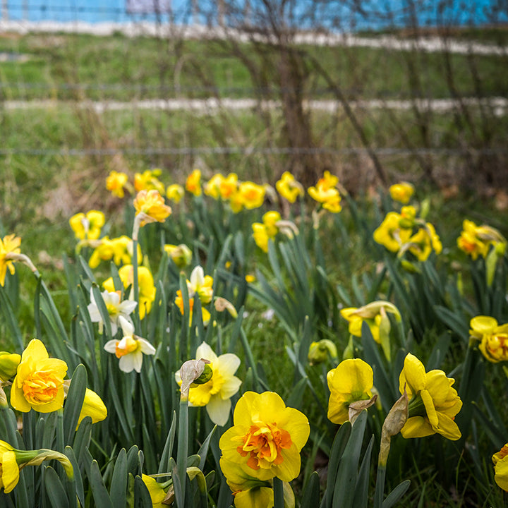 Small field of Sizzling Fire Daffodil by fence.