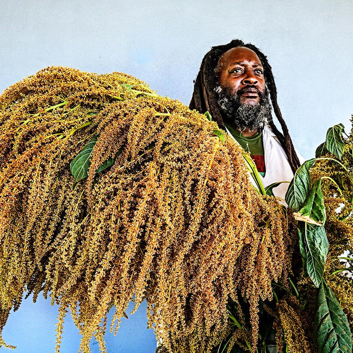 Farmer Frank stands tall while holding giant blooms of Juana's Orange Amaranth.