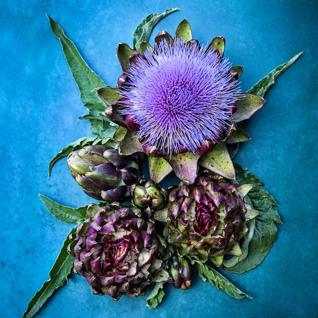 An arrangement of several Colorado Red Star Artichokes at various stages of maturity.