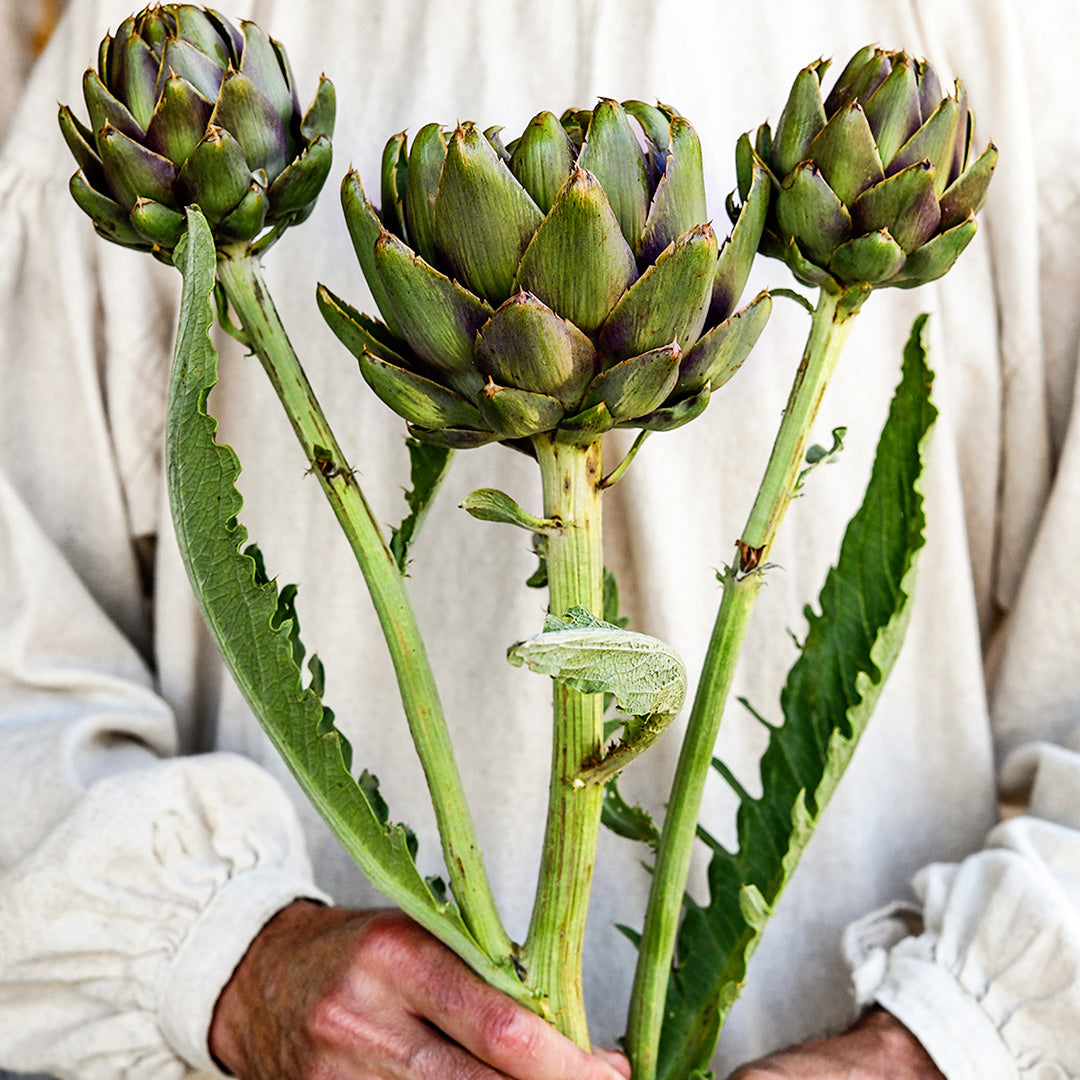 A gardener in a tunic holding a stem with three Colorado Red Star Artichokes.