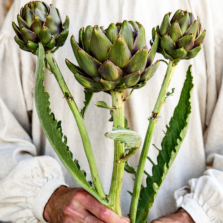 A gardener in a tunic holding a stem with three Colorado Red Star Artichokes.