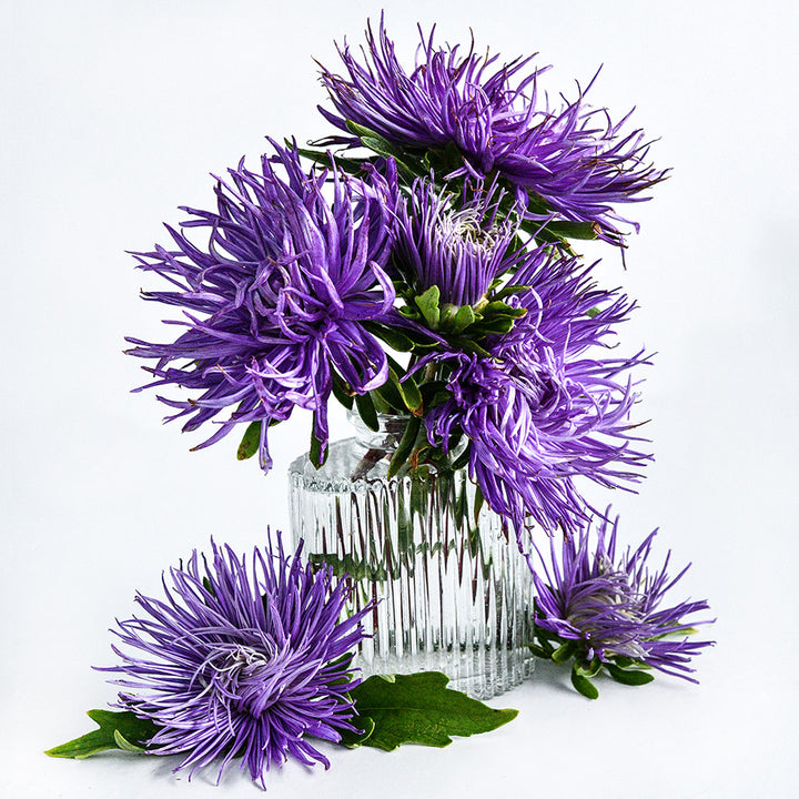Valkyrie Purple Aster flowers arranged in a small glass vase on white.