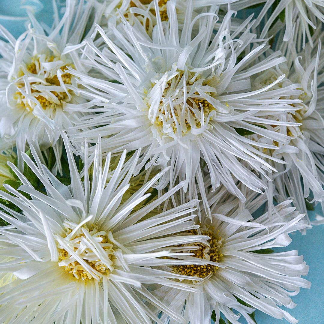 A close-up of Valkyrie White Aster flowers on light blue background.
