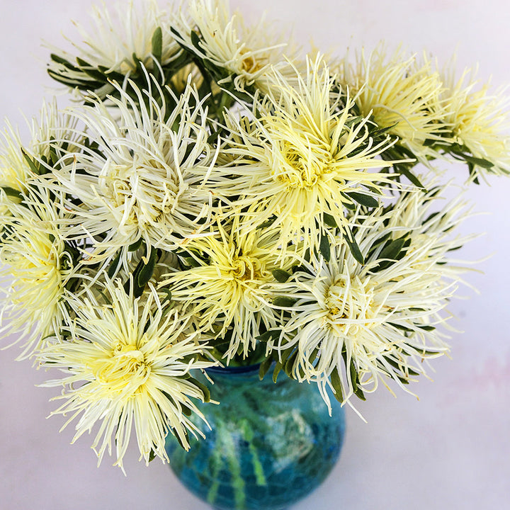 Valkyrie Yellow Aster flowers arranged in a vase against a light pink background.