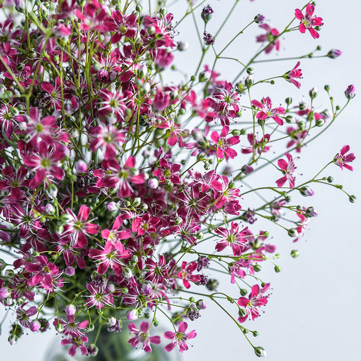 A close-up view of Carmine Pink Baby's Breath in a vase.