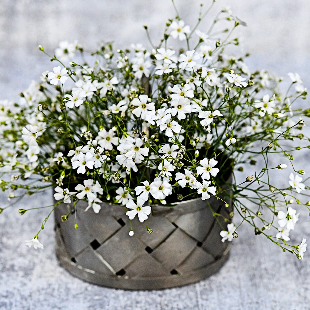 A bouquet of Covent Garden Baby&