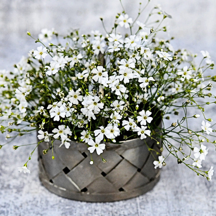 A bouquet of Covent Garden Baby&
