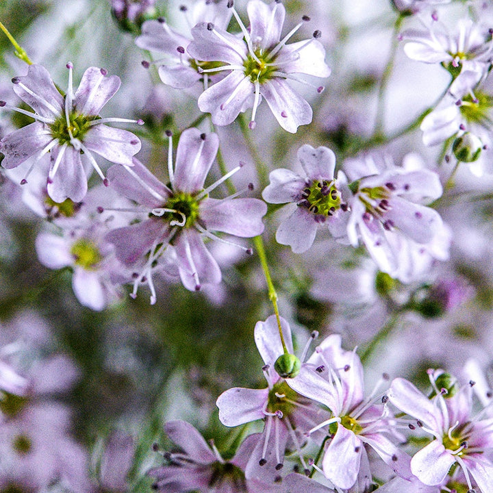 A close-up view of Rosea Baby's Breath flowers.