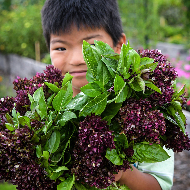 A little boy peeks through a large bouquet of Cardinal Basil in the garden.