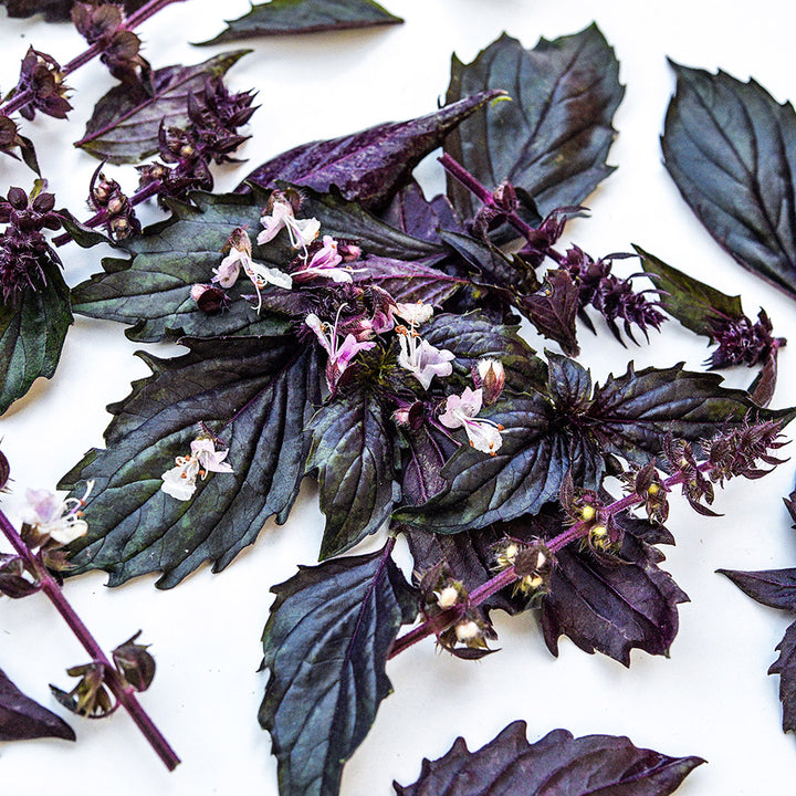 A close-up of Persian Basil with blooms on a white background.