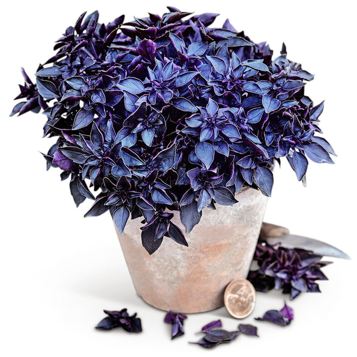 Purple Ball Basil plant growing in small terra cotta pot with a penny to show the size on white.