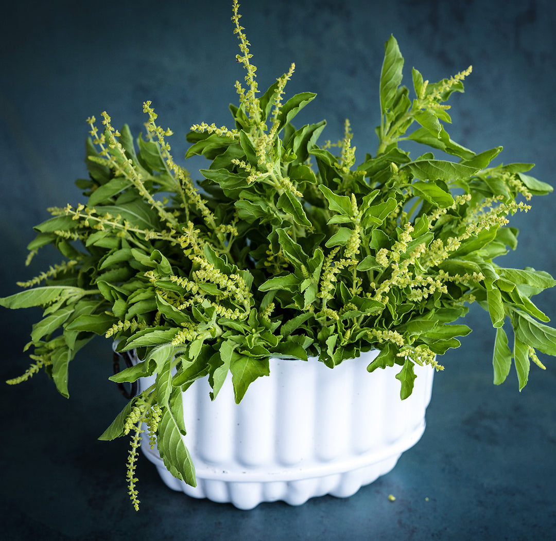 An arrangement of Thai Holy Kaprao Basil in a white container on a jade background.