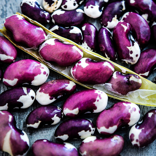 Common and Green Bean Seeds | Baker Creek Heirloom Seeds