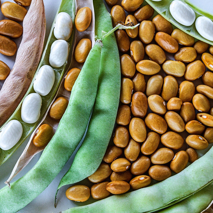 A close-up view of Adventist Pole Beans at various stages of maturity.
