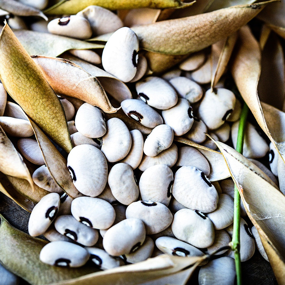 A close-up of Alabama Blackeyed Butterbean Lima Beans with hulls.