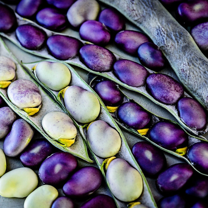 A macro view of Extra Precoce A Grano Violetto Fava Beans with pods at various stages of maturity.