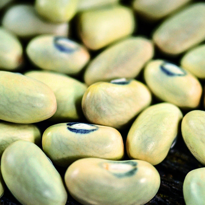 A close-up macro view of Hutterite Soup Bush Beans.