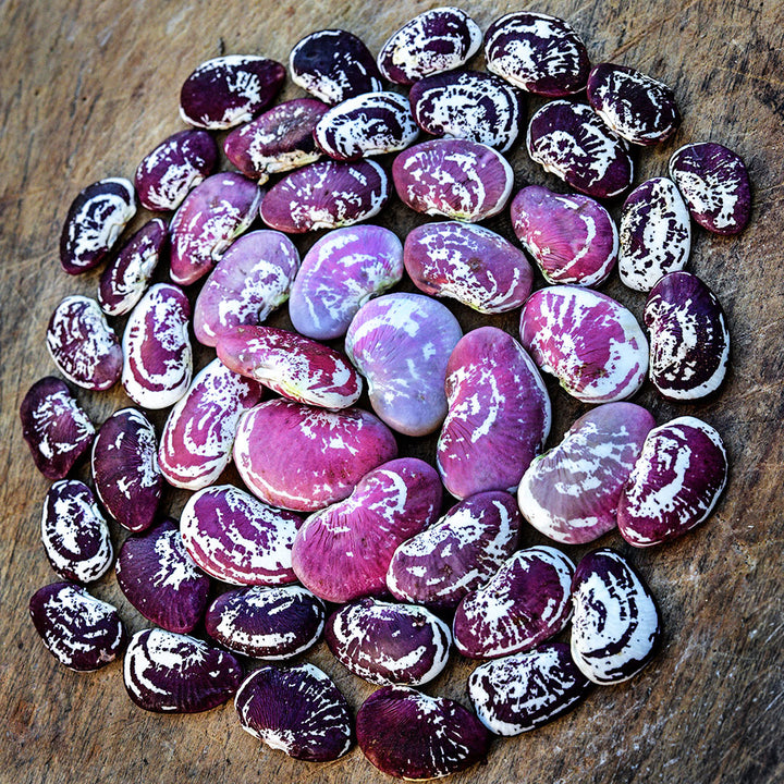 A circle of Christmas Pole Lima Beans in various stages of maturity.
