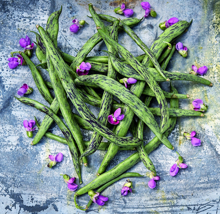 Fresh Rattlesnake Pole Beans with blooms on a grey background.