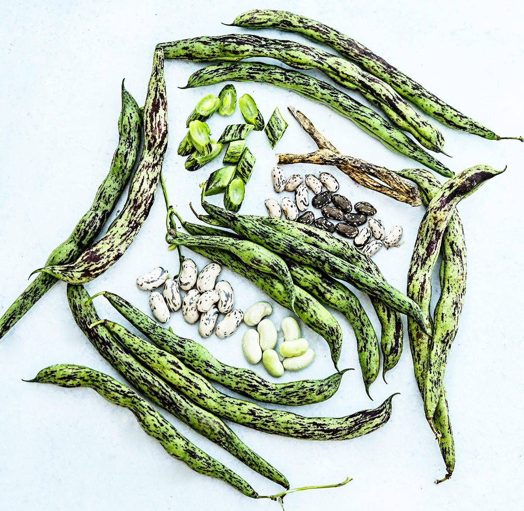 Fresh and dried Rattlesnake Pole Beans at various stages of maturity on a light background.