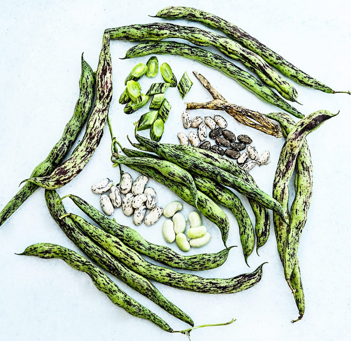 Fresh and dried Rattlesnake Pole Beans at various stages of maturity on a light background.
