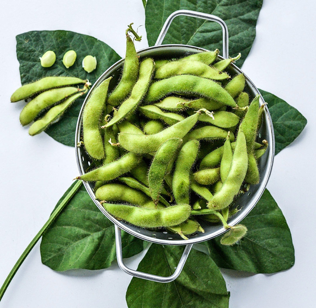 Midori Star Soybeans in a colander on a bed of soybean leaves on a white background.
