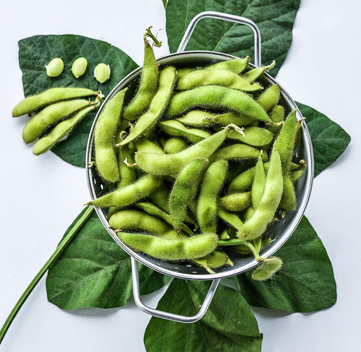 Midori Star Soybeans in a colander on a bed of soybean leaves on a white background.
