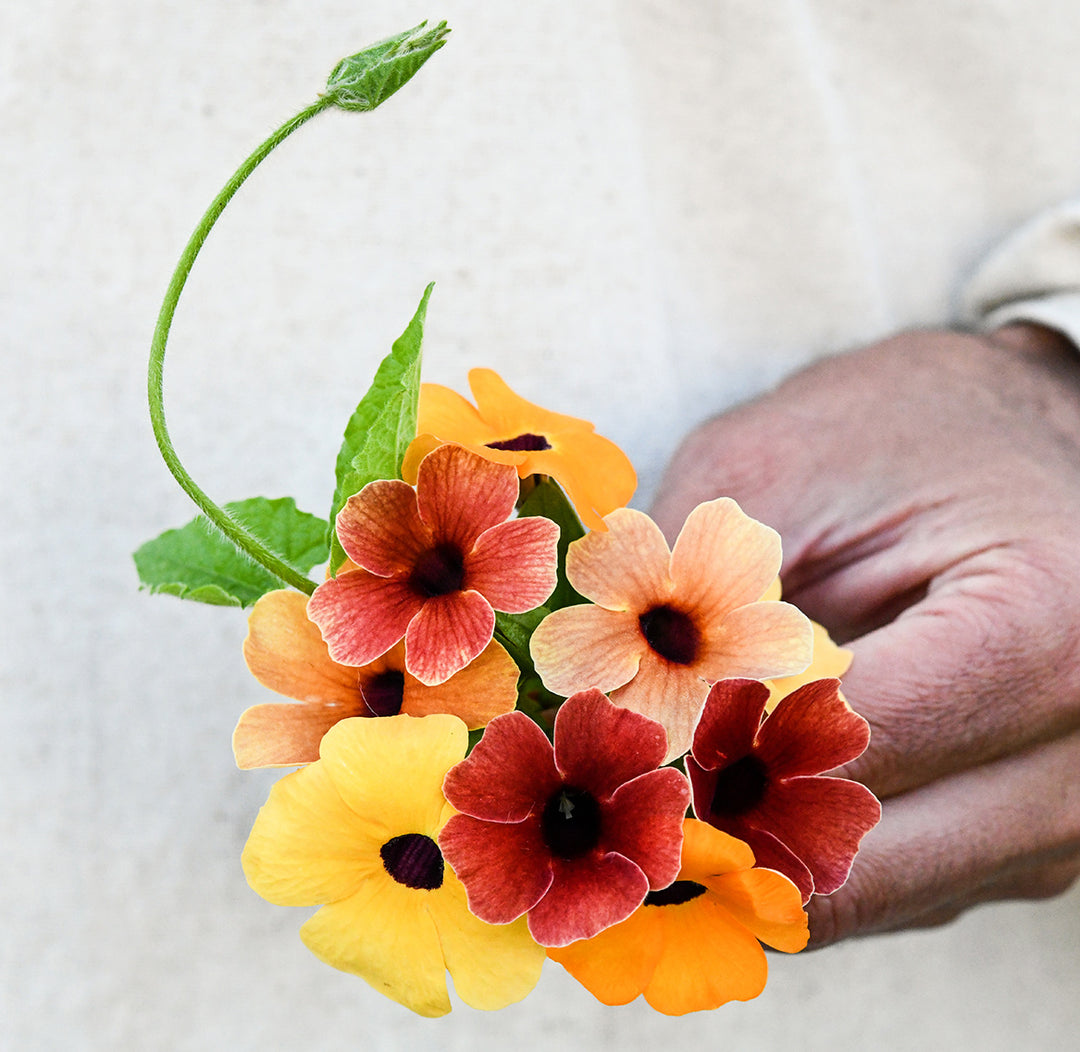A gardener&