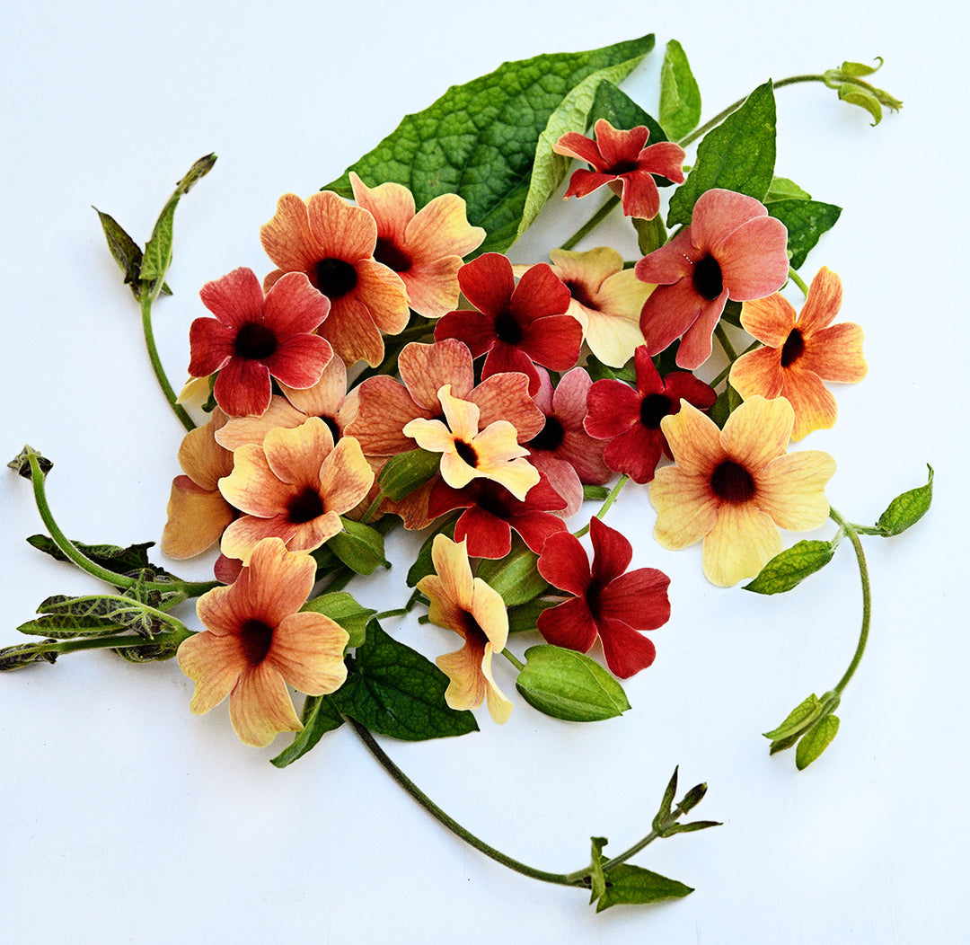 An overhead view of an arrangement of Spanish Eyes Black-Eyed Susan Vine including flowers, vines and foliage.