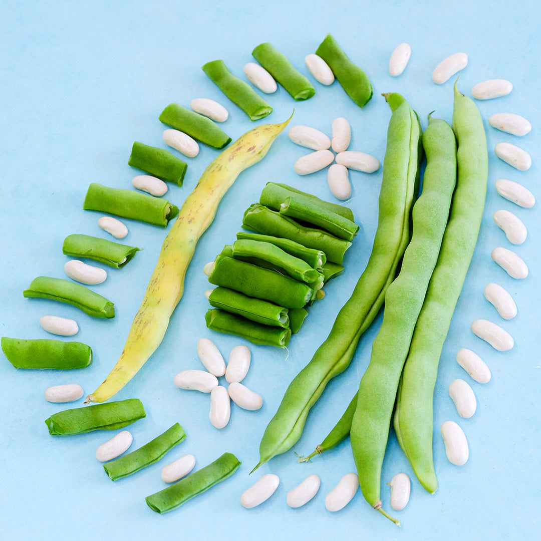 McCaslan 42 Pole Beans arranged on a light blue background.