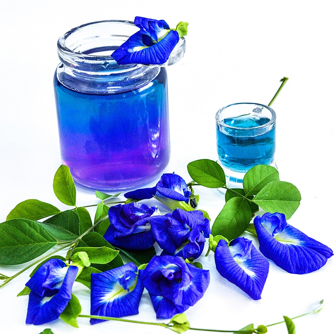 Thai Blue Butterfly Pea tea surrounded by blooms and foliage on white background.