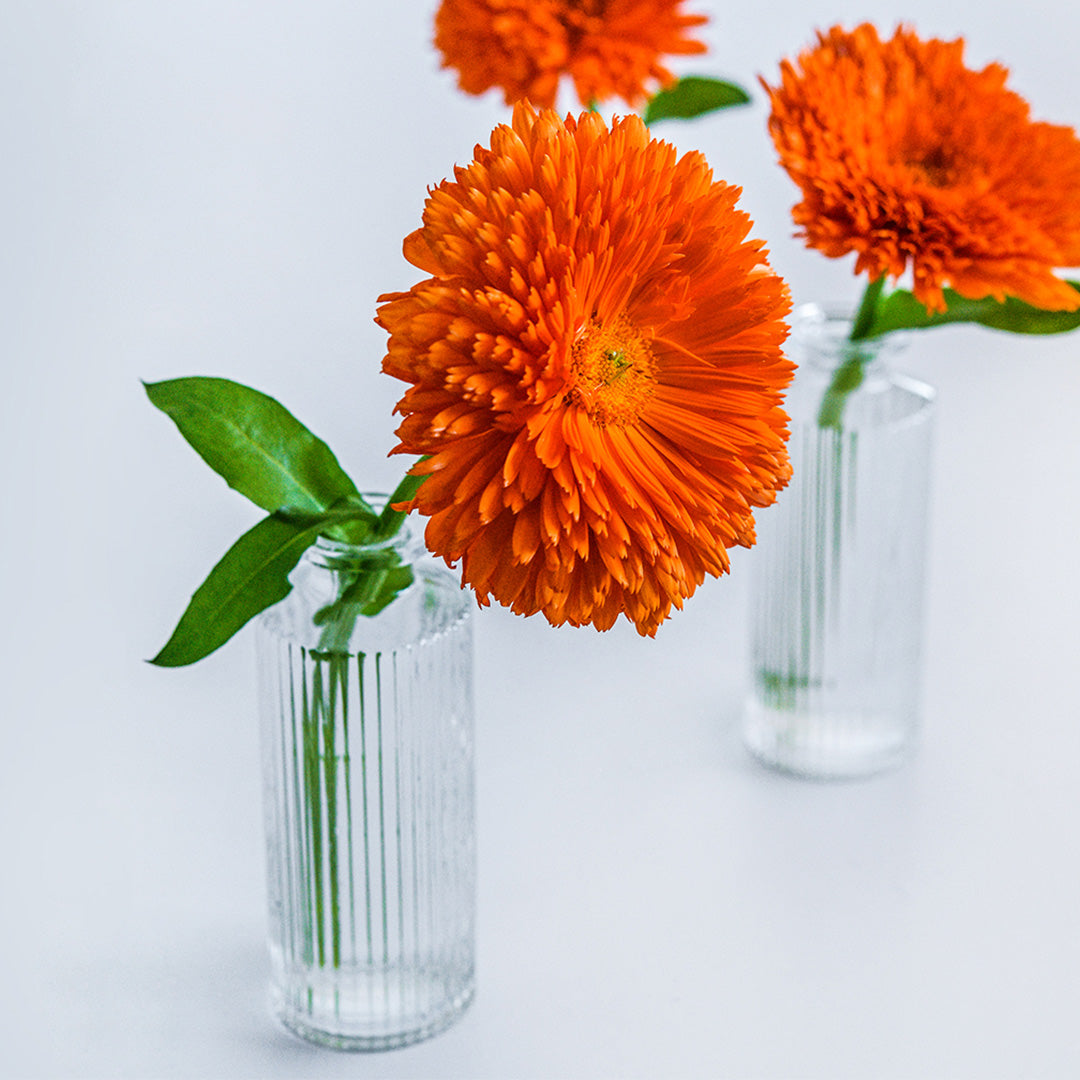Orange King Calendula in a clear vase with other similar vases in the background