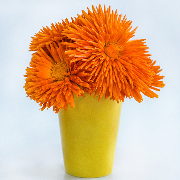 An arrangement of Orange Porcupine Calendulas in a yellow vase on a white background.