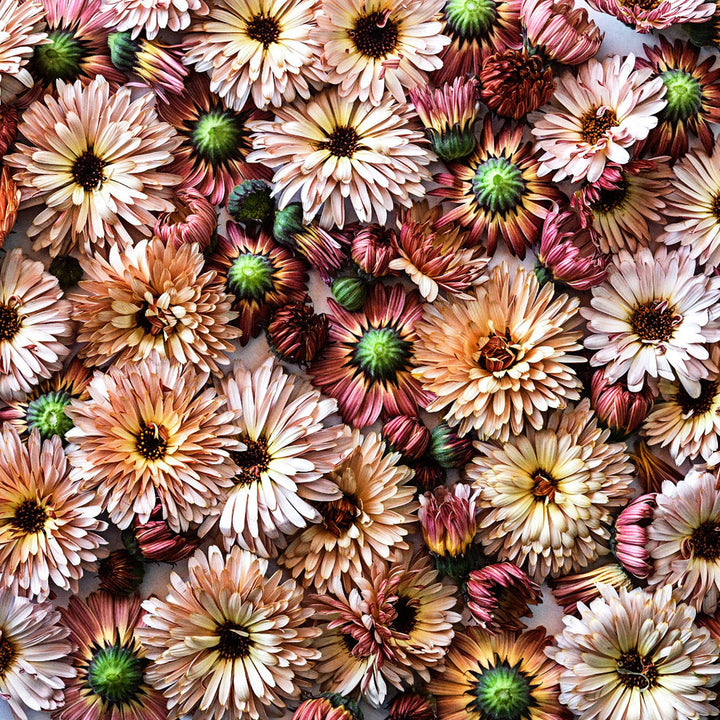 An overhead view of dozens of Strawberry Blonde Calendula flowers.