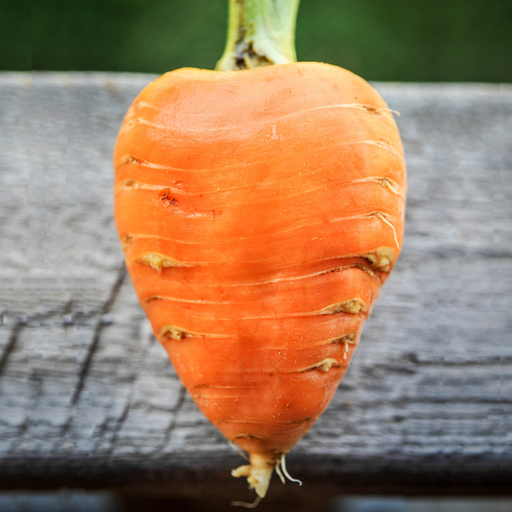 A single Oxheart Carrot on a wooden railing.