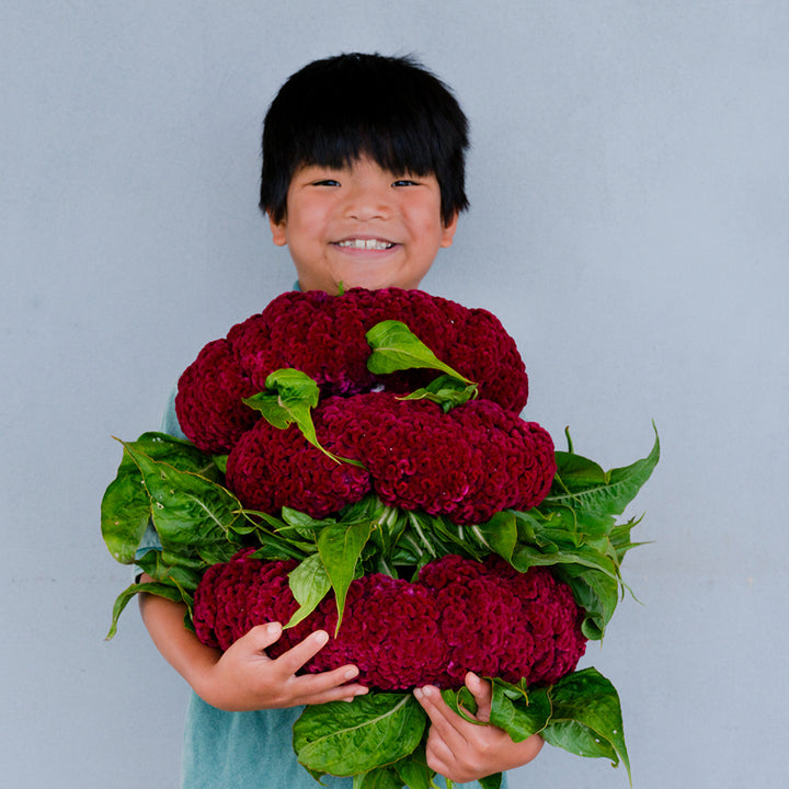 A smiling boy holding a pile of Mad Magenta Celosia heads against a grey background.
