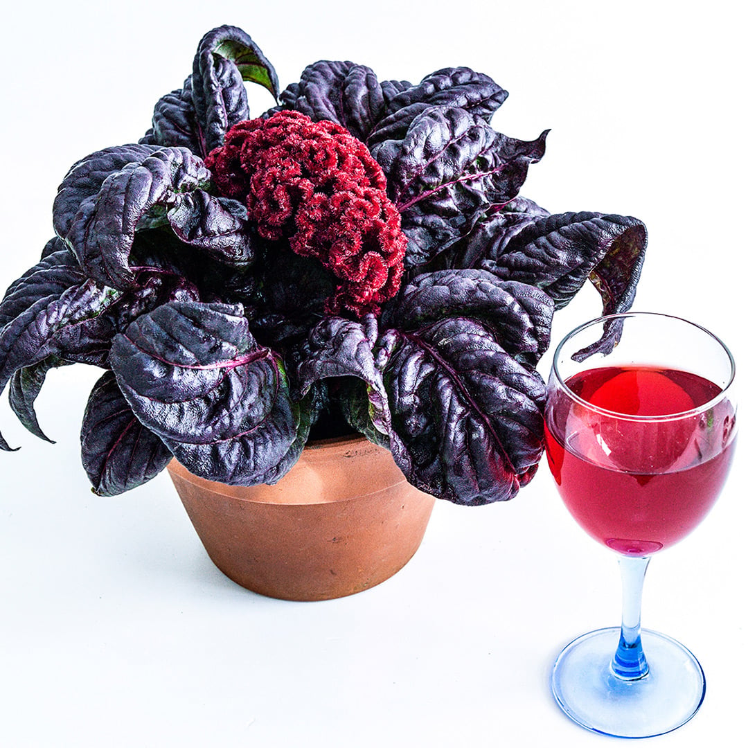 A Red Raven Cockscomb plant in a pot with a glass of tea on a white background.