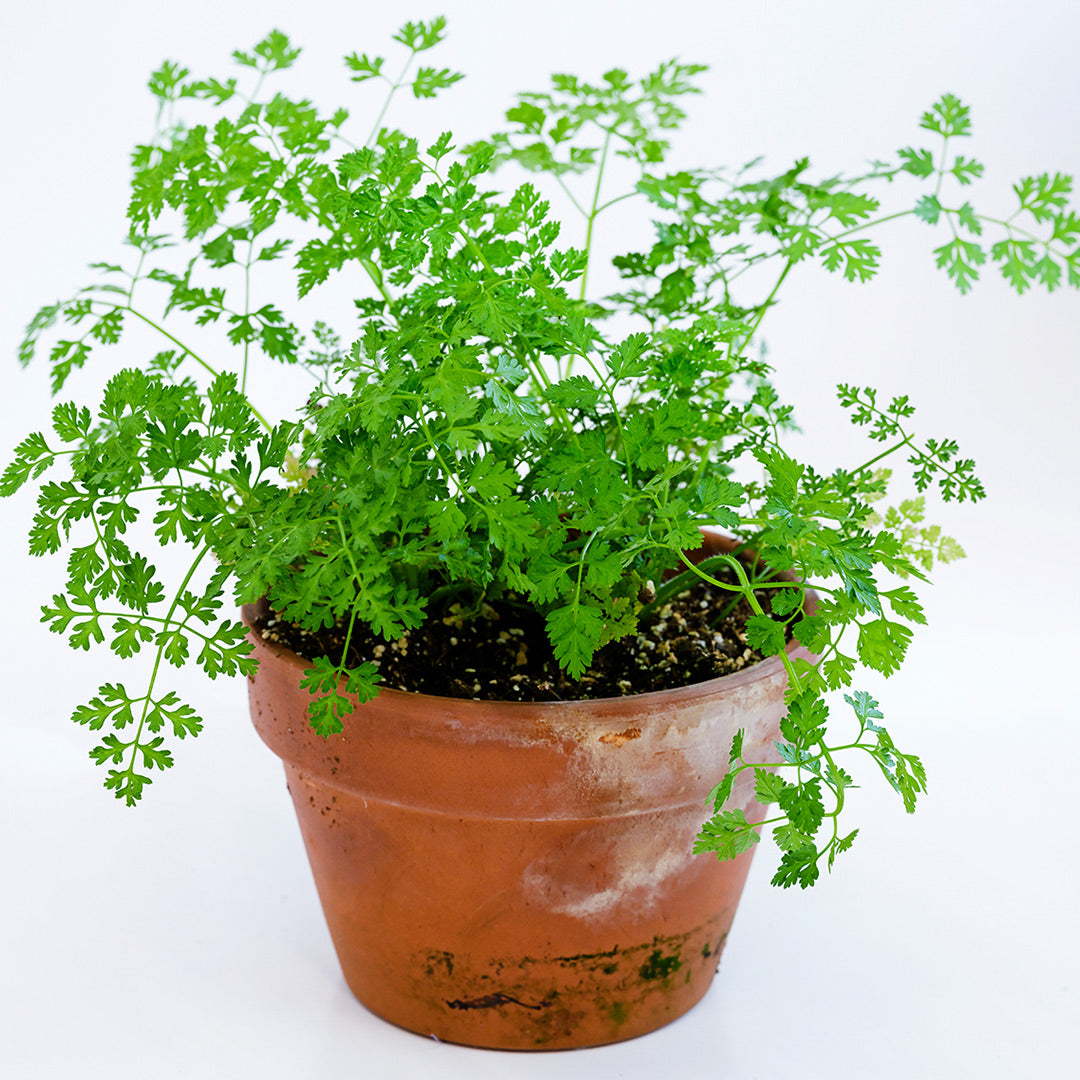 Chervil plants growing in a terra cotta pot on white background.