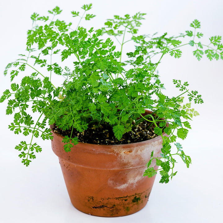 Chervil plants growing in a terra cotta pot on white background.