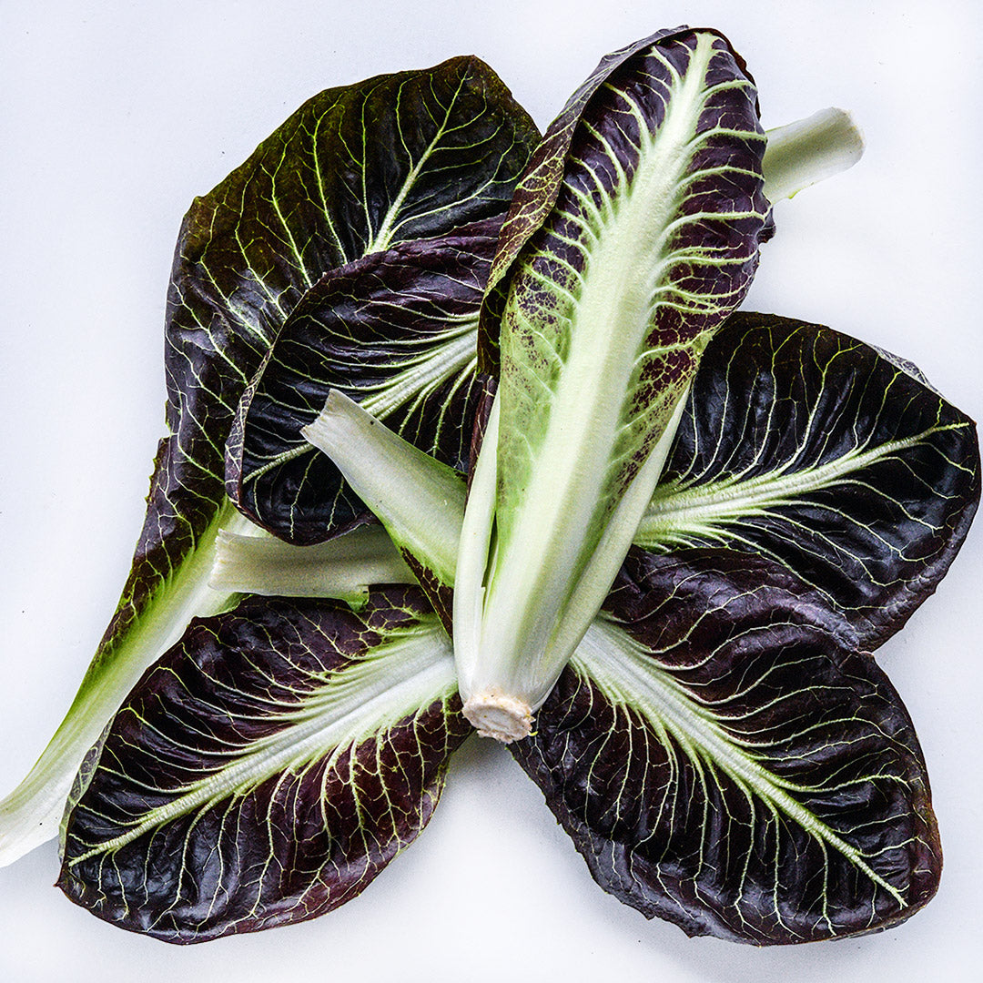 A Treviso Scorze Radicchio head laying on a bed of leaves on a white background.
