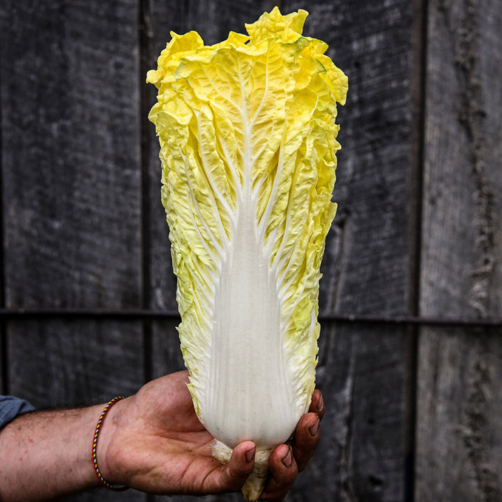 A gardener holding a single head of Golden Beauty Chinese Cabbage.