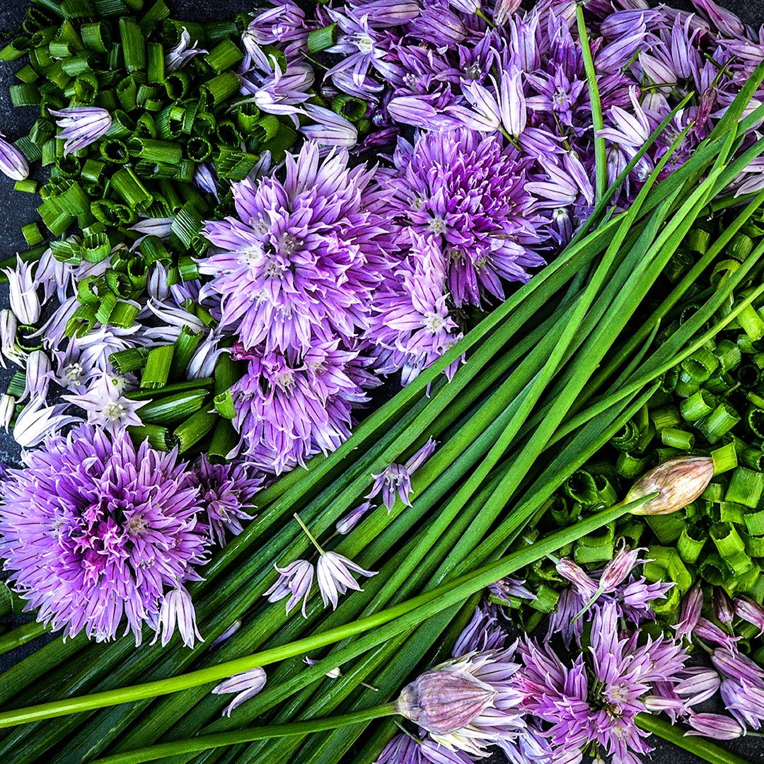 An extreme close-up micro view of chopped Common Chives with flowers and whole chives.