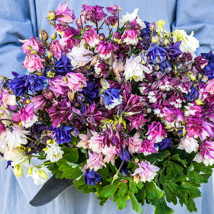 A Baker Creek employee wearing a gray tunic and holding a bouquet of Double Mix Columbine flowers.